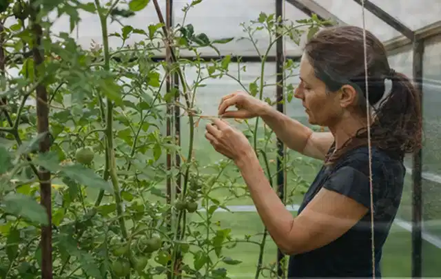 Person bindet junge Tomatentriebe in einem privaten Gewächshaus vorsichtig an; Thema Pflaumenbäume, Schwerpunkt Ernteprobleme; Kontrolle.