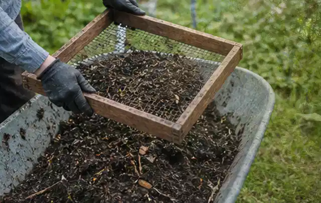 Behandschuhte Hände sieben reifen Kompost über einer Gartenschubkarre; Thema Pflaumenbäume, Schwerpunkt Ernteprobleme; Praxisalltag.