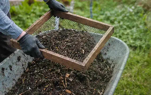 Behandschuhte Hände sieben reifen Kompost über einer Gartenschubkarre; Thema Pflaumenbäume, Schwerpunkt Fehlerhilfe; Umsetzung.