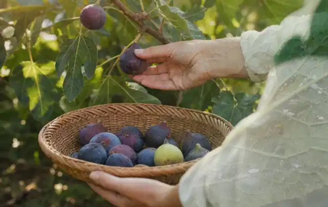 Hand pflückt eine reife Feige über einem flachen Korb mit Früchten; Thema Pflaumenbäume, Schwerpunkt Gesundheit; Kontrolle.