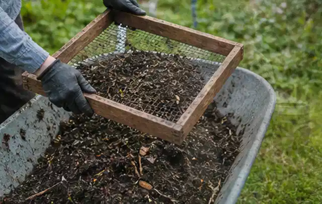 Behandschuhte Hände sieben reifen Kompost über einer Gartenschubkarre; Thema Pflaumenbäume, Schwerpunkt Gesundheit; Ergebnis.