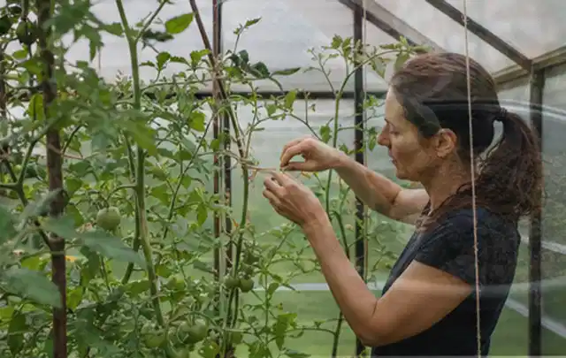 Person bindet junge Tomatentriebe in einem privaten Gewächshaus vorsichtig an; Thema Pflaumenbäume, Schwerpunkt Gewächshaus; Umsetzung.