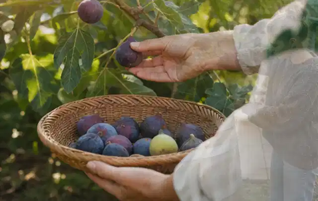Hand pflückt eine reife Feige über einem flachen Korb mit Früchten; Thema Pflaumenbäume, Schwerpunkt Gewächshaus; Praxisalltag.