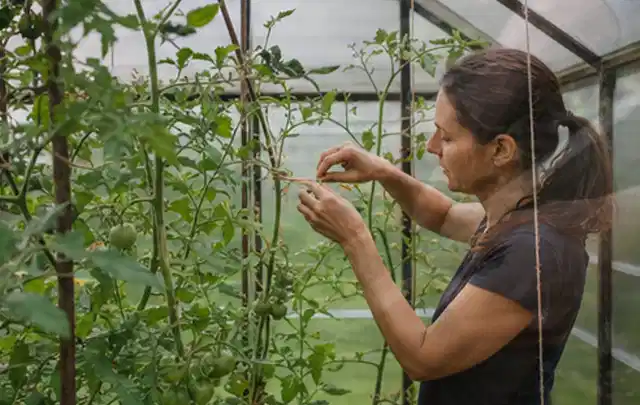 Person bindet junge Tomatentriebe in einem privaten Gewächshaus vorsichtig an; Thema Pflaumenbäume, Schwerpunkt Hochbeet; Kontrolle.