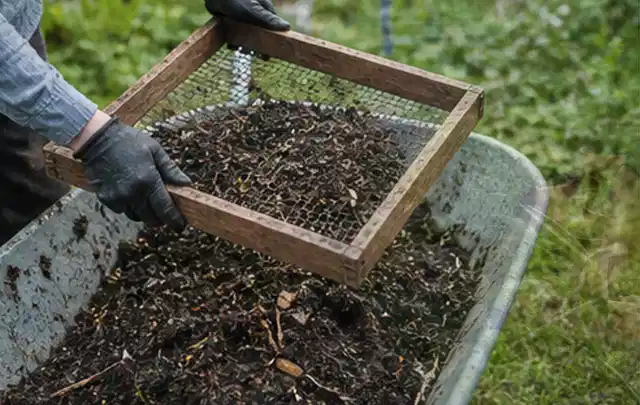 Behandschuhte Hände sieben reifen Kompost über einer Gartenschubkarre; Thema Pflaumenbäume, Schwerpunkt Nährstoffe; Ausgangslage.