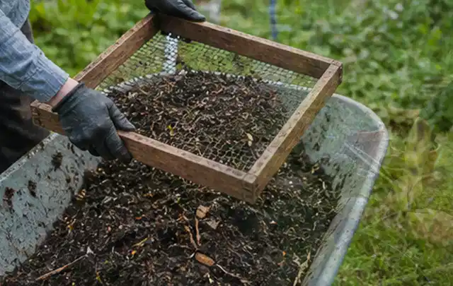 Behandschuhte Hände sieben reifen Kompost über einer Gartenschubkarre; Thema Pflaumenbäume, Schwerpunkt Obst; Ergebnis.