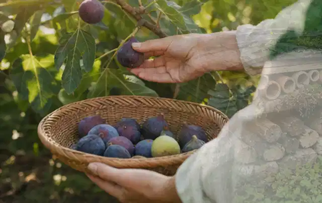 Hand pflückt eine reife Feige über einem flachen Korb mit Früchten; Thema Pflaumenbäume, Schwerpunkt Pflanzenschutz; Ergebnis.