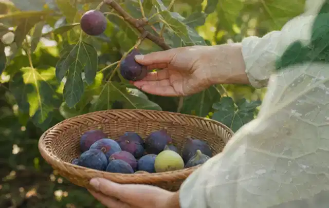 Hand pflückt eine reife Feige über einem flachen Korb mit Früchten; Thema Pflaumenbäume, Schwerpunkt Pflanzung; Ausgangslage.