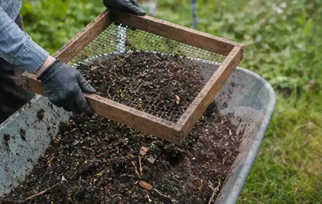 Behandschuhte Hände sieben reifen Kompost über einer Gartenschubkarre; Thema Pflaumenbäume, Schwerpunkt Pflanzung; Ergebnis.