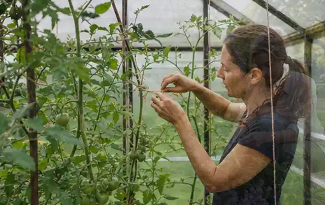Person bindet junge Tomatentriebe in einem privaten Gewächshaus vorsichtig an; Thema Pflaumenbäume, Schwerpunkt Pflanzung; Praxisalltag.
