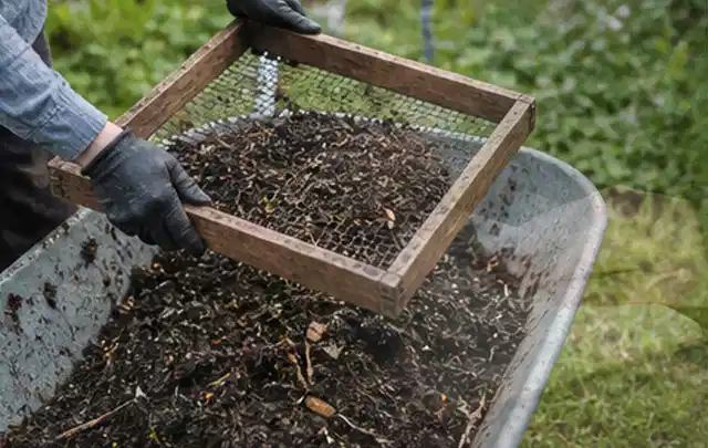 Behandschuhte Hände sieben reifen Kompost über einer Gartenschubkarre; Thema Pflaumenbäume, Schwerpunkt Saisonkalender; Umsetzung.