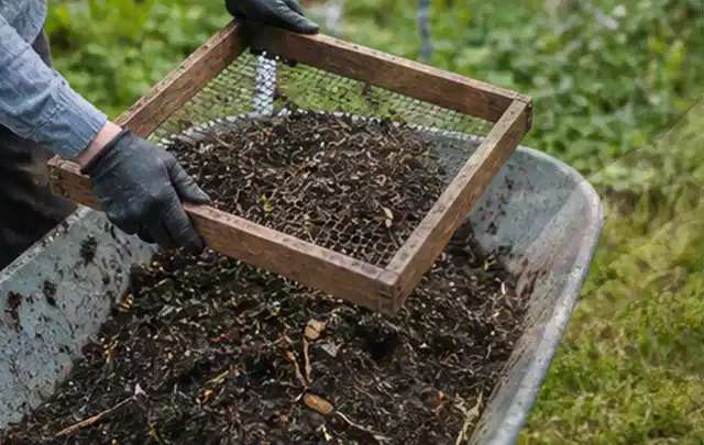 Behandschuhte Hände sieben reifen Kompost über einer Gartenschubkarre; Thema Pflaumenbäume, Schwerpunkt Schnitt; Kontrolle.