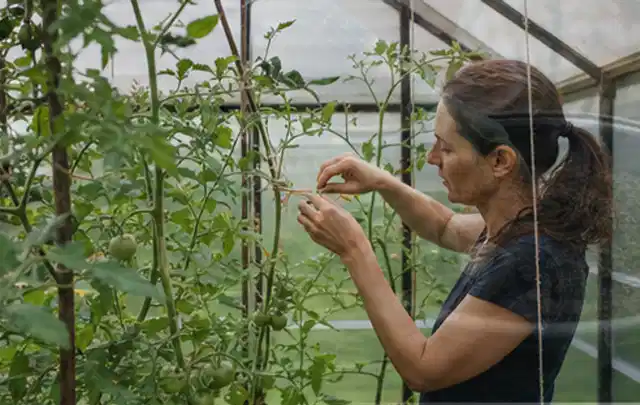 Person bindet junge Tomatentriebe in einem privaten Gewächshaus vorsichtig an; Thema Pflaumenbäume, Schwerpunkt Sortenwahl; Praxisalltag.