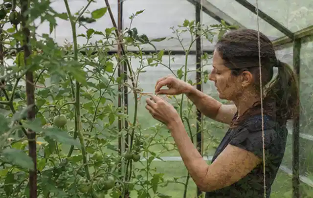 Person bindet junge Tomatentriebe in einem privaten Gewächshaus vorsichtig an; Thema Pflaumenbäume, Schwerpunkt Standort; Ausgangslage.