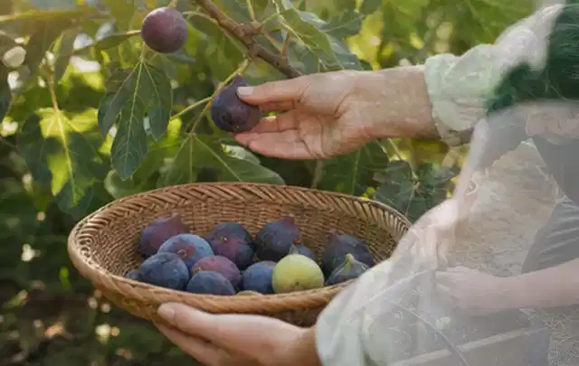 Hand pflückt eine reife Feige über einem flachen Korb mit Früchten; Thema Pflaumenbäume, Schwerpunkt Standort; Praxisalltag.
