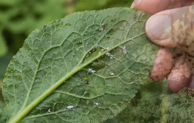 Hand hält ein Blatt mit kleinen hellen Schädlingen auf der Unterseite; Thema Pilze, Schwerpunkt Schädlinge Krankheiten; Ausgangslage.