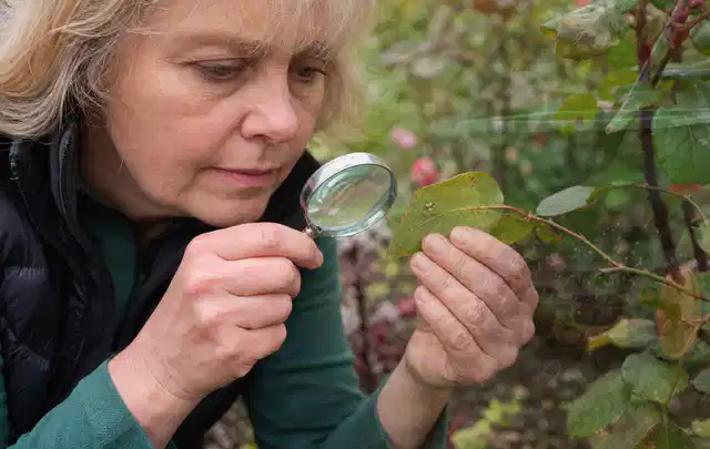 Person untersucht Blätter im Garten auf Schädlinge und Krankheitssymptome; Thema Pilze, Schwerpunkt Schädlinge Krankheiten; Umsetzung.