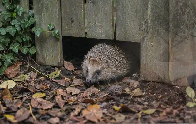 Igel nutzt einen bodennahen Durchgang unter einem hölzernen Gartenzaun; Thema Pilze, Schwerpunkt Schädlinge Krankheiten; Kontrolle.