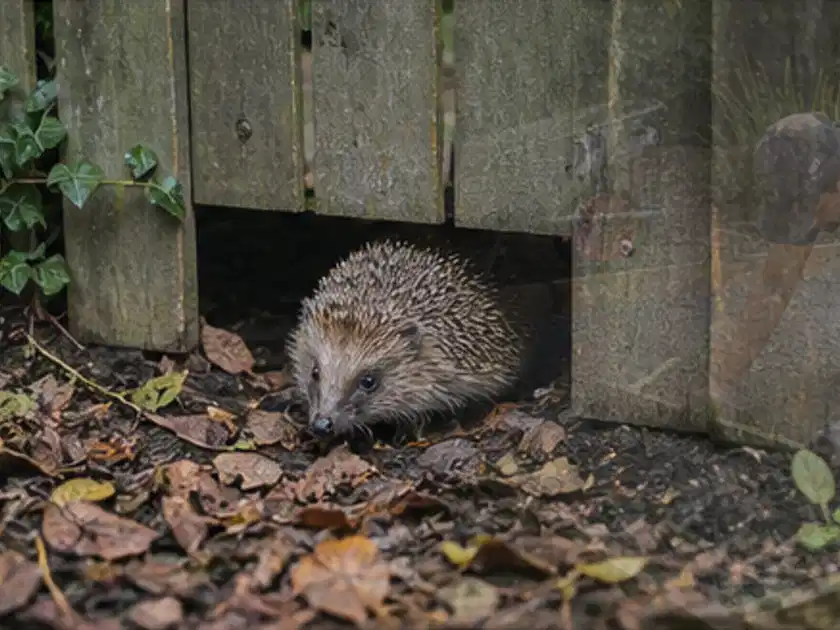 Igel nutzt einen bodennahen Durchgang unter einem hölzernen Gartenzaun; Thema Pizzaöfen, Schwerpunkt Anwendung; Titelbild.