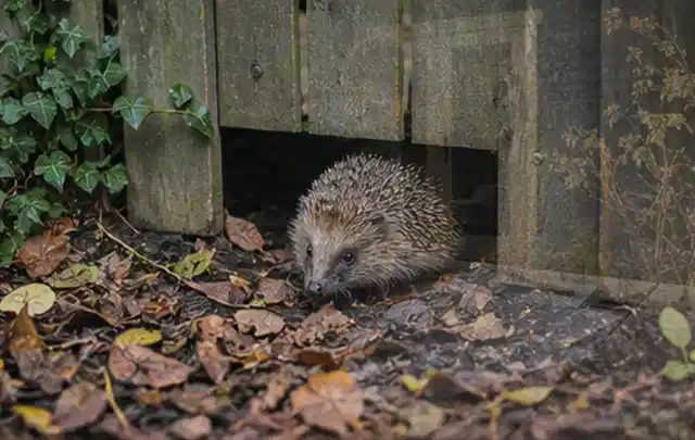 Igel nutzt einen bodennahen Durchgang unter einem hölzernen Gartenzaun; Thema Pizzaöfen, Schwerpunkt Bestenliste; Praxisalltag.