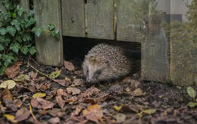 Igel nutzt einen bodennahen Durchgang unter einem hölzernen Gartenzaun; Thema Pizzaöfen, Schwerpunkt Dimensionierung; Praxisalltag.