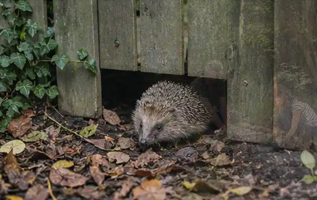 Igel nutzt einen bodennahen Durchgang unter einem hölzernen Gartenzaun; Thema Pizzaöfen, Schwerpunkt Ersatzteile; Praxisalltag.