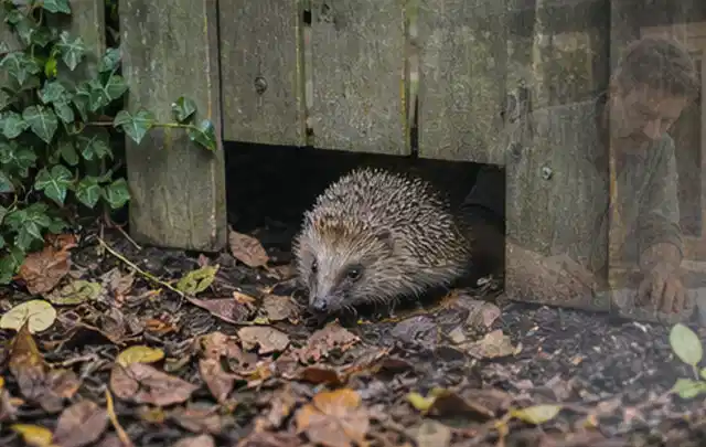 Igel nutzt einen bodennahen Durchgang unter einem hölzernen Gartenzaun; Thema Pizzaöfen, Schwerpunkt Fehlerhilfe; Kontrolle.