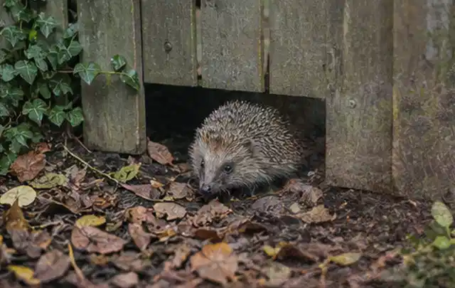 Igel nutzt einen bodennahen Durchgang unter einem hölzernen Gartenzaun; Thema Pizzaöfen, Schwerpunkt Gärten mit großer Fläche; Umsetzung.