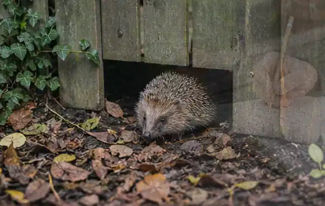 Igel nutzt einen bodennahen Durchgang unter einem hölzernen Gartenzaun; Thema Pizzaöfen, Schwerpunkt Gärten mit kleiner Fläche; Ausgangslage.