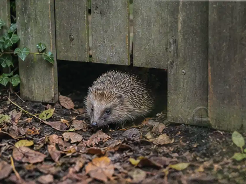 Igel nutzt einen bodennahen Durchgang unter einem hölzernen Gartenzaun; Thema Pizzaöfen, Schwerpunkt Kaufberatung; Titelbild.