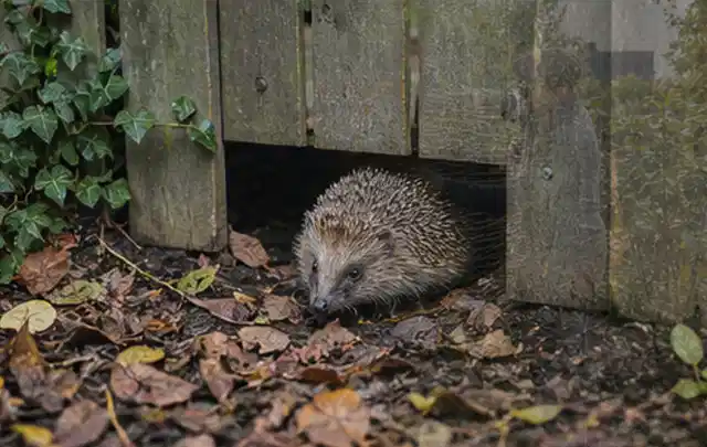 Igel nutzt einen bodennahen Durchgang unter einem hölzernen Gartenzaun; Thema Pizzaöfen, Schwerpunkt Kosten; Ergebnis.