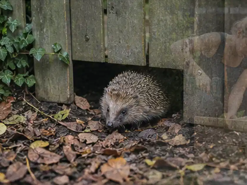 Igel nutzt einen bodennahen Durchgang unter einem hölzernen Gartenzaun; Thema Pizzaöfen, Schwerpunkt Leistung; Titelbild.