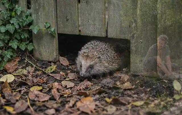 Igel nutzt einen bodennahen Durchgang unter einem hölzernen Gartenzaun; Thema Pizzaöfen, Schwerpunkt Nachhaltigkeit; Praxisalltag.