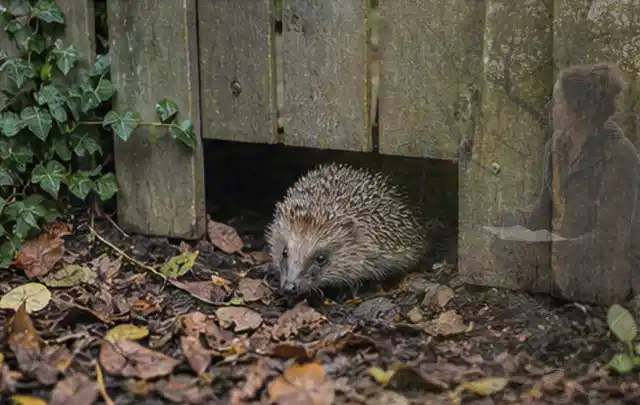 Igel nutzt einen bodennahen Durchgang unter einem hölzernen Gartenzaun; Thema Pizzaöfen, Schwerpunkt Reinigung; Umsetzung.