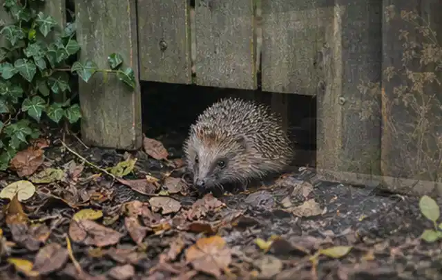 Igel nutzt einen bodennahen Durchgang unter einem hölzernen Gartenzaun; Thema Pizzaöfen, Schwerpunkt Reparatur; Kontrolle.