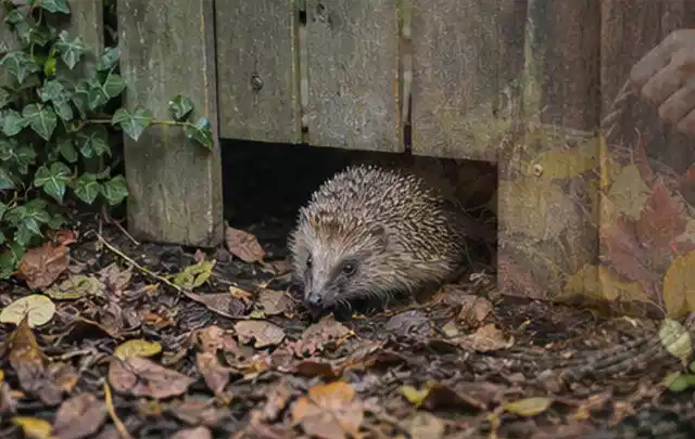 Igel nutzt einen bodennahen Durchgang unter einem hölzernen Gartenzaun; Thema Pizzaöfen, Schwerpunkt Testkriterien; Praxisalltag.