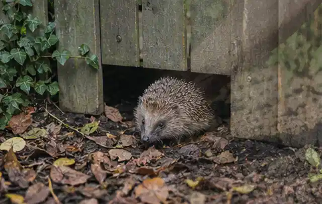 Igel nutzt einen bodennahen Durchgang unter einem hölzernen Gartenzaun; Thema Pizzaöfen, Schwerpunkt Vergleich; Kontrolle.
