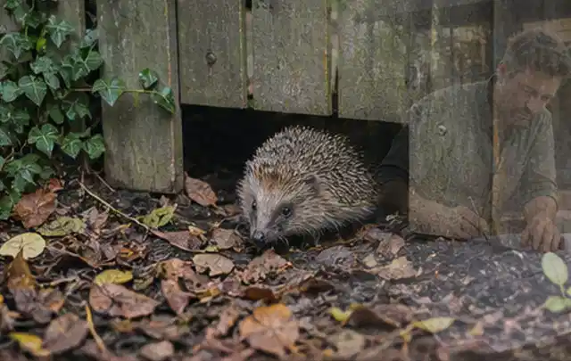 Igel nutzt einen bodennahen Durchgang unter einem hölzernen Gartenzaun; Thema Pizzaöfen, Schwerpunkt Winterlager; Ausgangslage.