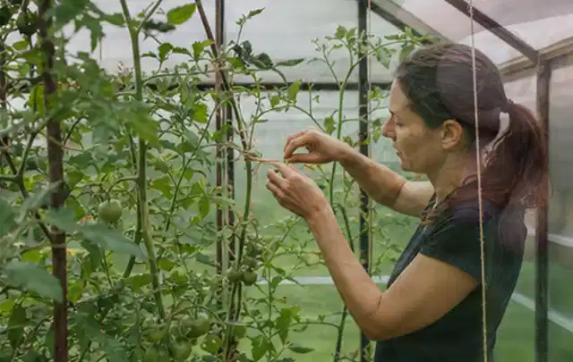 Person bindet junge Tomatentriebe in einem privaten Gewächshaus vorsichtig an; Thema Polycarbonat Gewächshaus, Schwerpunkt Aufbau; Praxisalltag.