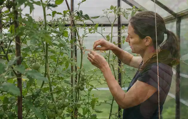 Person bindet junge Tomatentriebe in einem privaten Gewächshaus vorsichtig an; Thema Polycarbonat Gewächshaus, Schwerpunkt Baurecht; Umsetzung.