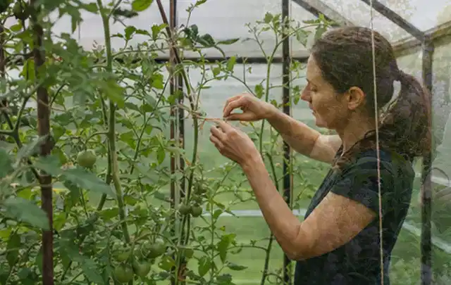 Person bindet junge Tomatentriebe in einem privaten Gewächshaus vorsichtig an; Thema Polycarbonat Gewächshaus, Schwerpunkt Fehlerhilfe; Ergebnis.