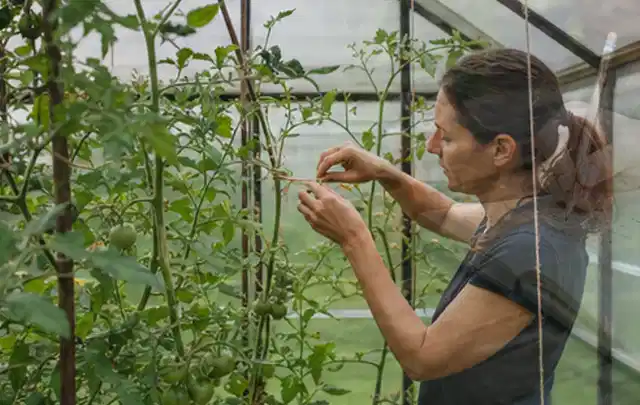 Person bindet junge Tomatentriebe in einem privaten Gewächshaus vorsichtig an; Thema Polycarbonat Gewächshaus, Schwerpunkt Gestaltung; Kontrolle.