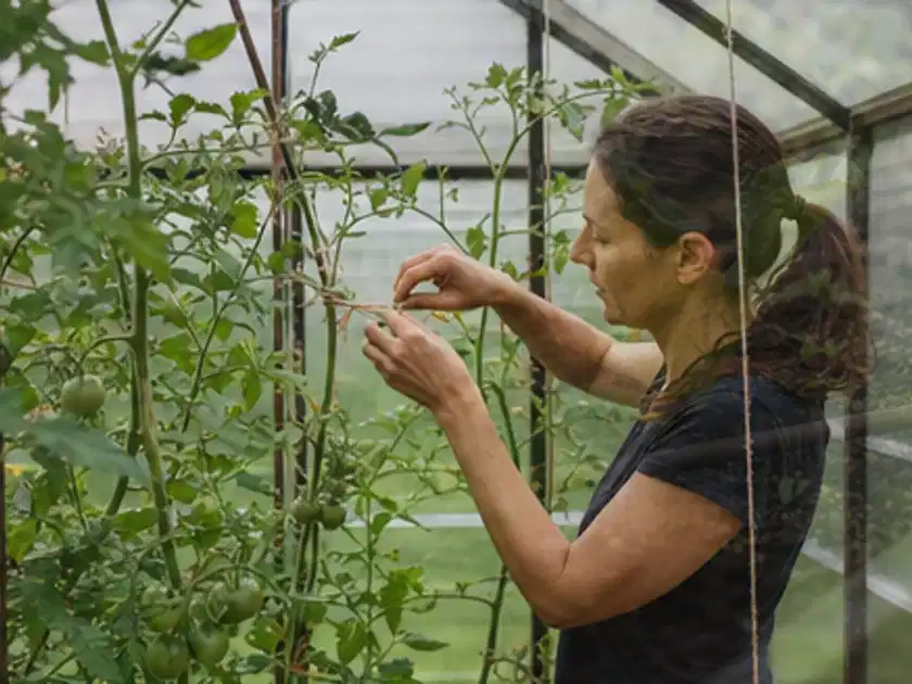 Person bindet junge Tomatentriebe in einem privaten Gewächshaus vorsichtig an; Thema Polycarbonat Gewächshaus, Schwerpunkt Materialwahl; Titelbild.