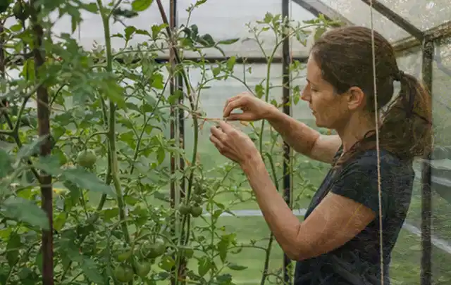 Person bindet junge Tomatentriebe in einem privaten Gewächshaus vorsichtig an; Thema Polycarbonat Gewächshaus, Schwerpunkt Pflege; Ergebnis.