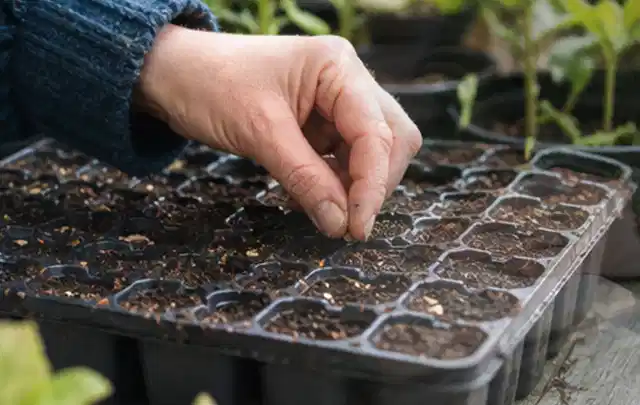 Hand legt einzelne Samen in vorbereitete Anzuchtschalen mit lockerer Erde; Thema Polycarbonat Gewächshaus, Schwerpunkt Winterschutz; Praxisalltag.