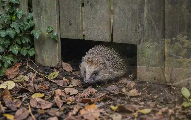 Igel nutzt einen bodennahen Durchgang unter einem hölzernen Gartenzaun; Thema Poolabdeckungen, Schwerpunkt Anwendung; Praxisalltag.
