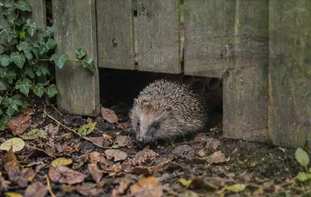 Igel nutzt einen bodennahen Durchgang unter einem hölzernen Gartenzaun; Thema Poolabdeckungen, Schwerpunkt Bestenliste; Ergebnis.