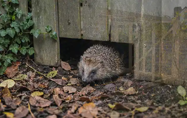 Igel nutzt einen bodennahen Durchgang unter einem hölzernen Gartenzaun; Thema Poolabdeckungen, Schwerpunkt Checkliste; Ausgangslage.