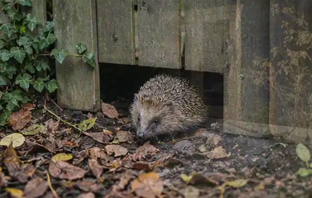 Igel nutzt einen bodennahen Durchgang unter einem hölzernen Gartenzaun; Thema Poolabdeckungen, Schwerpunkt Fehlerhilfe; Kontrolle.
