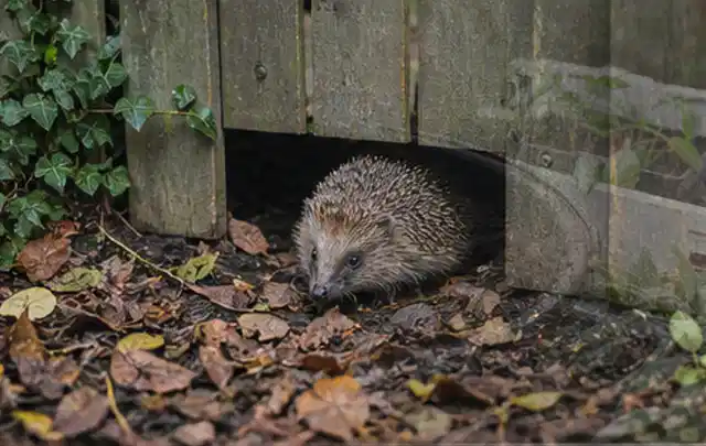 Igel nutzt einen bodennahen Durchgang unter einem hölzernen Gartenzaun; Thema Poolabdeckungen, Schwerpunkt Gärten mit großer Fläche; Ergebnis.